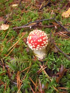 Fliegenpilz als magisches Wesen