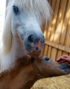 Tierkommunikation: Tirza Kirchner wirbt mit ihrer Arbeit für mehr Verständigung zwischen Mensch und Tier.