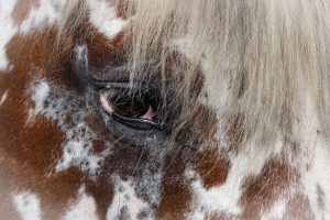 Abendseminar Tierkommunikation - Gesundheit und Krankheit