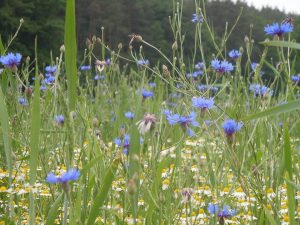 Pflanzen erkennen und kennenlernen