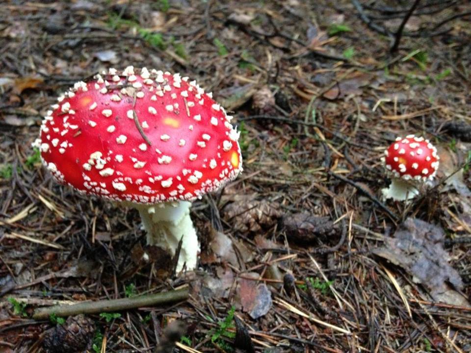 Seminarabend zur Mistel und zum Fliegenpilz