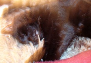 Seminar Kontakt mit verstorbenen Tieren