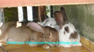 Tierkommunikations-Aufbauseminar - Verstorbene Tiere