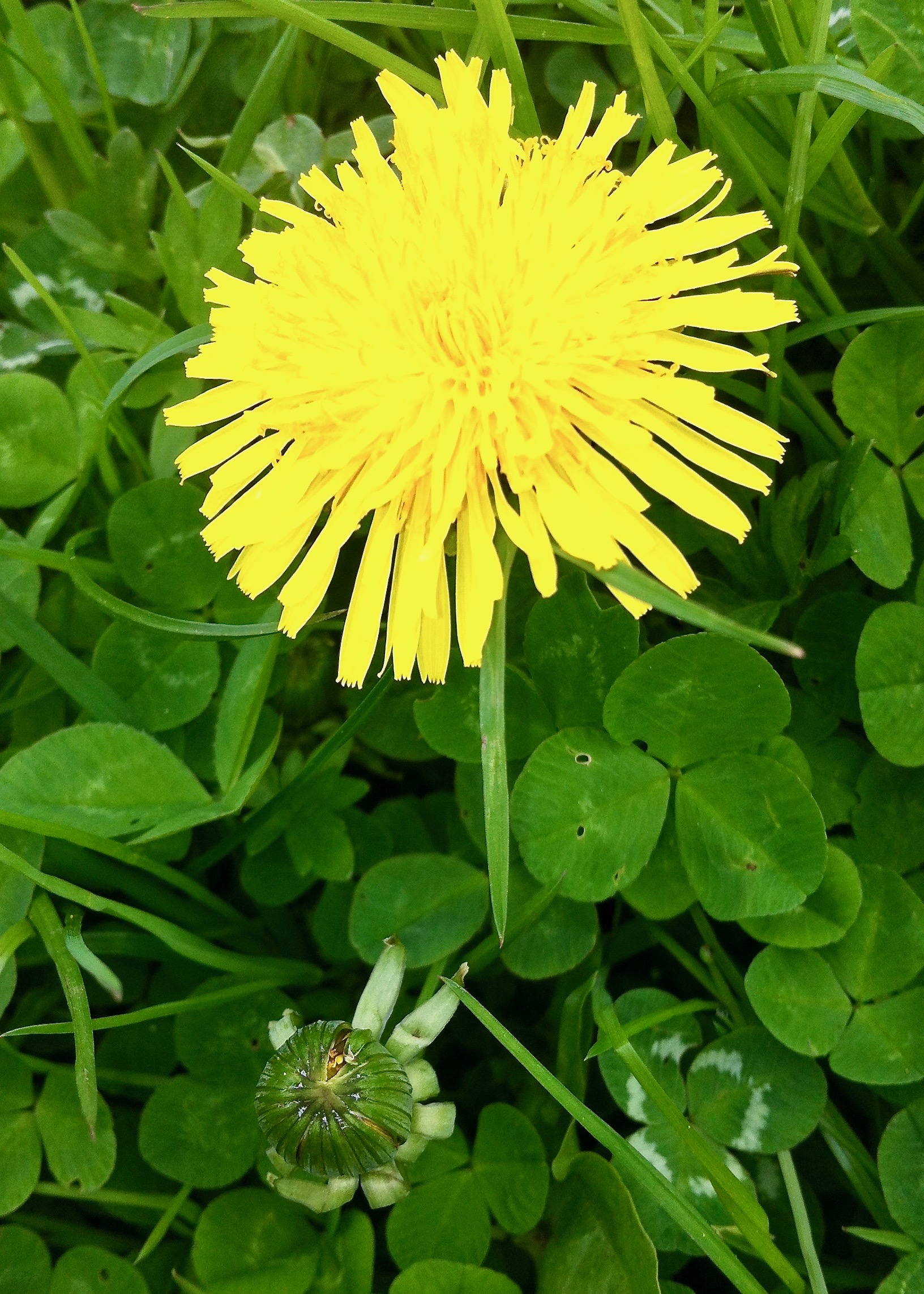 Löwenzahnblüte mit Knospe