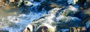 Wasser kommt ins Fließen - Tierkreiszeichen Fische