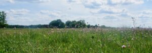 Pflanzenspaziergang im Naturschutzgebiet Hempeläcker