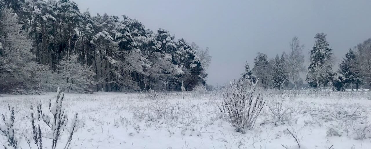 Pflanzenausbildung im Januar - Pflanzen im Winter