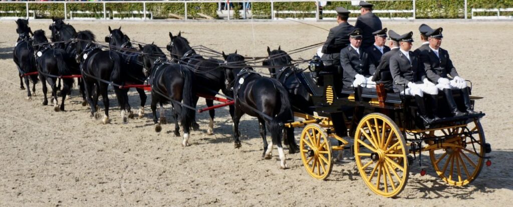 Seminar zum Tierkommunikation weiter üben