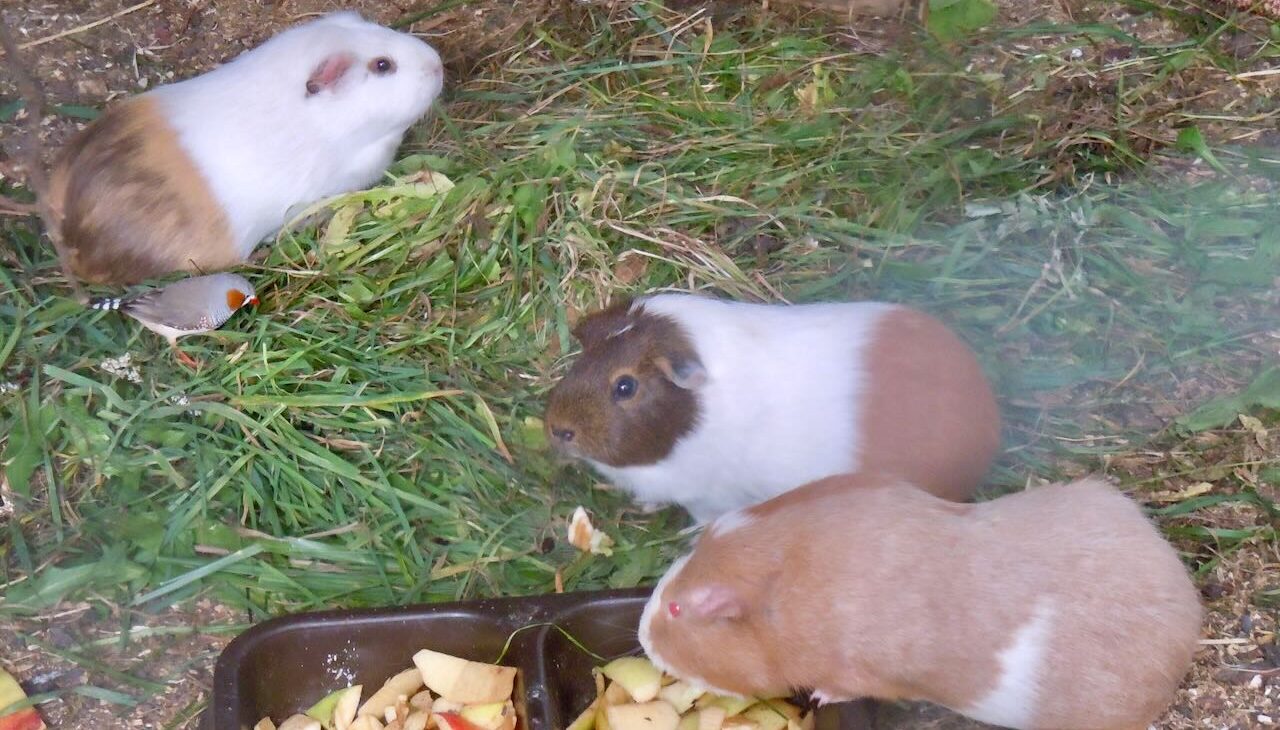 Tierkommunikationsübungsabend