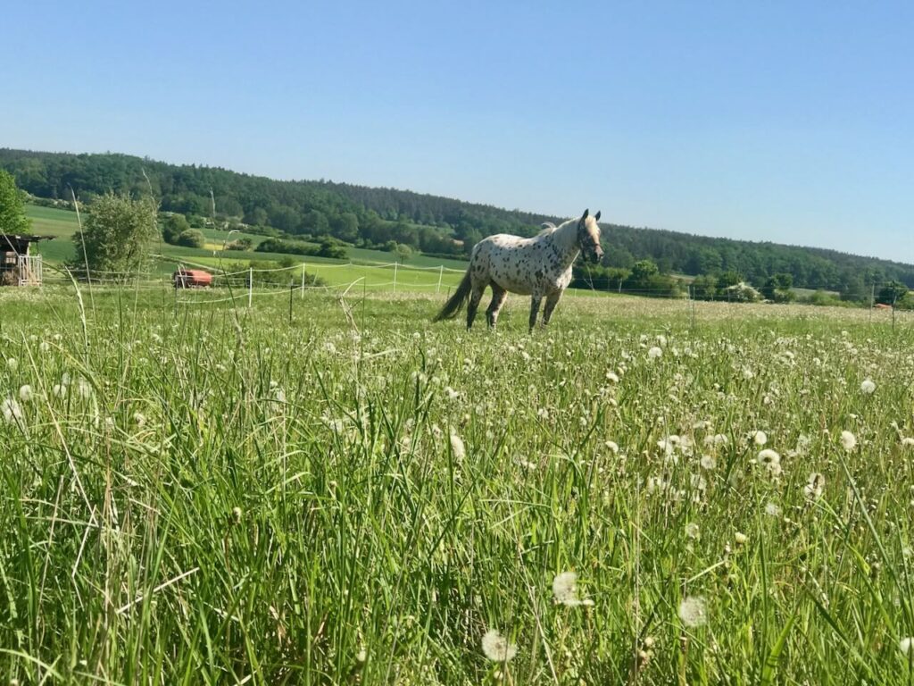 Pflanzenheilkunde für Mensch und Tier - rund um die Green Ground Ranch.