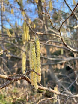 Haselblüten.