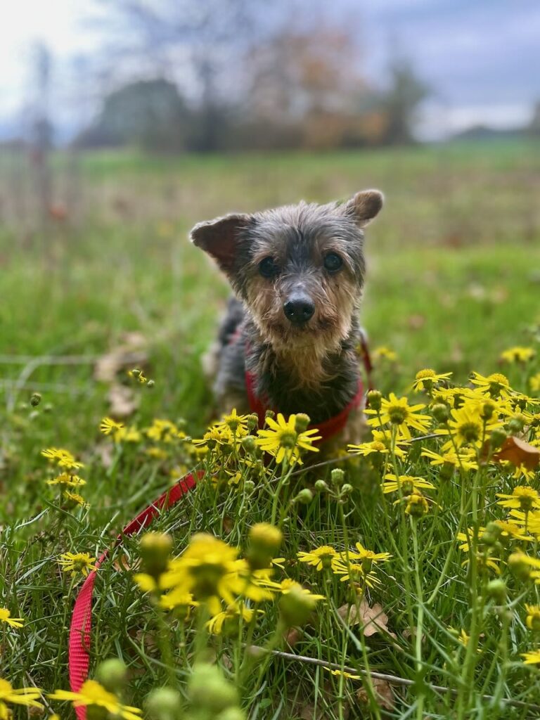 Tierkommunikation-Übungsabend per Zoom