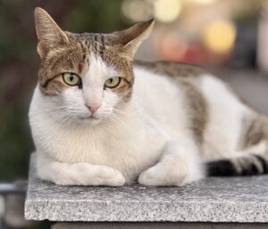 Tierkommunikation lernen im Basisseminar