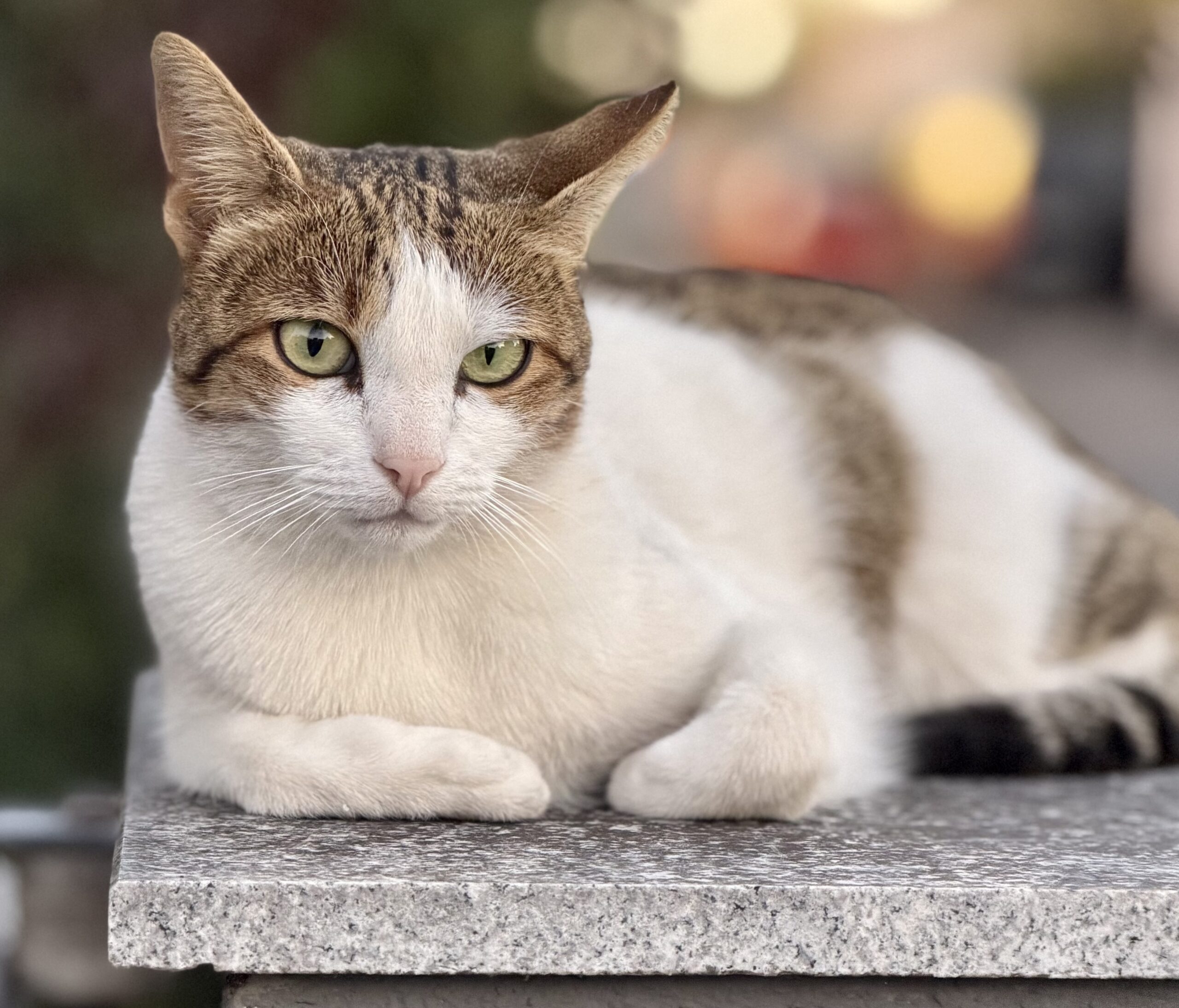 Tierkommunikation lernen im Basisseminar